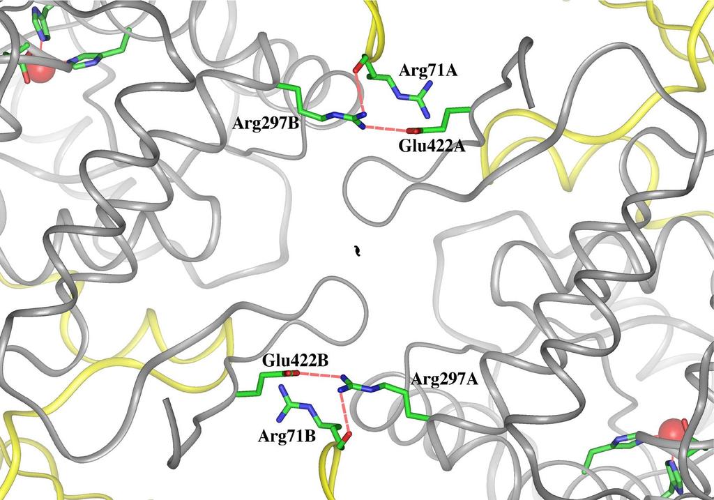 ARG297 is predicted to be a site of frequent mutation. It is H bonded to ARG71 and GLU422 in another monomer.