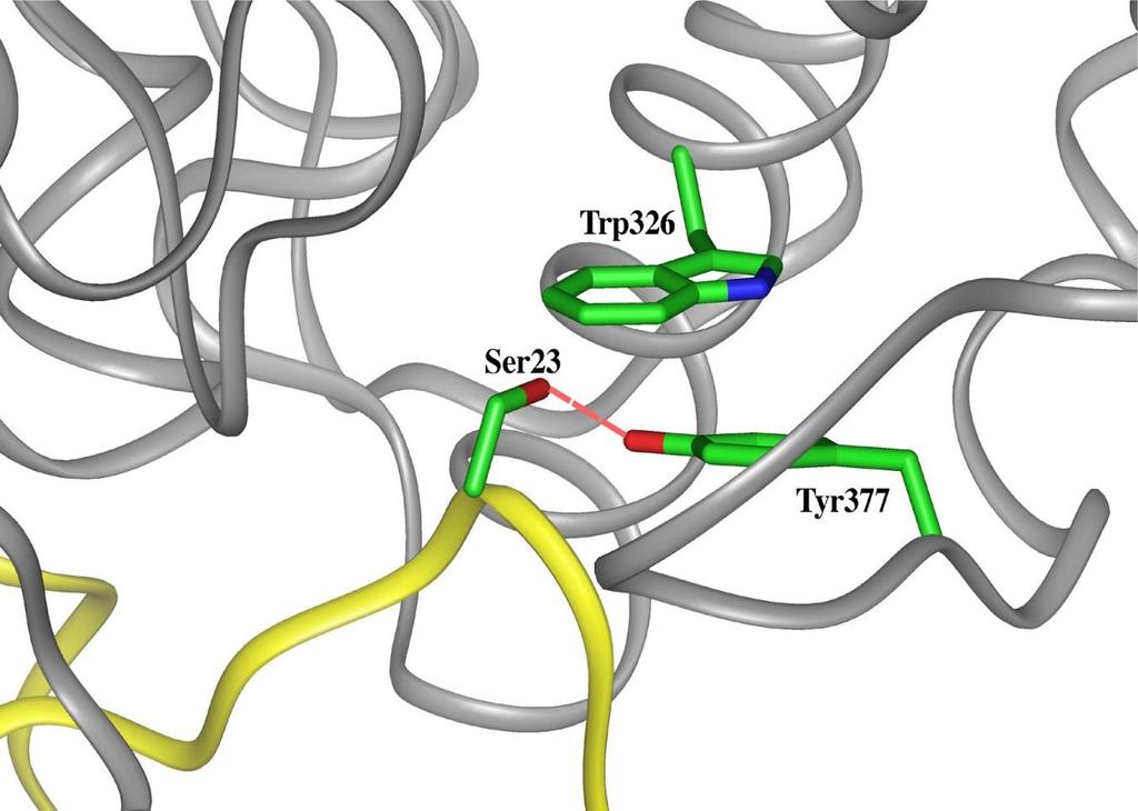 The PKU-mutated residue TYR377 is associated with the regulatory domain. It H bonds to SER23 and -stacks onto TRP326.