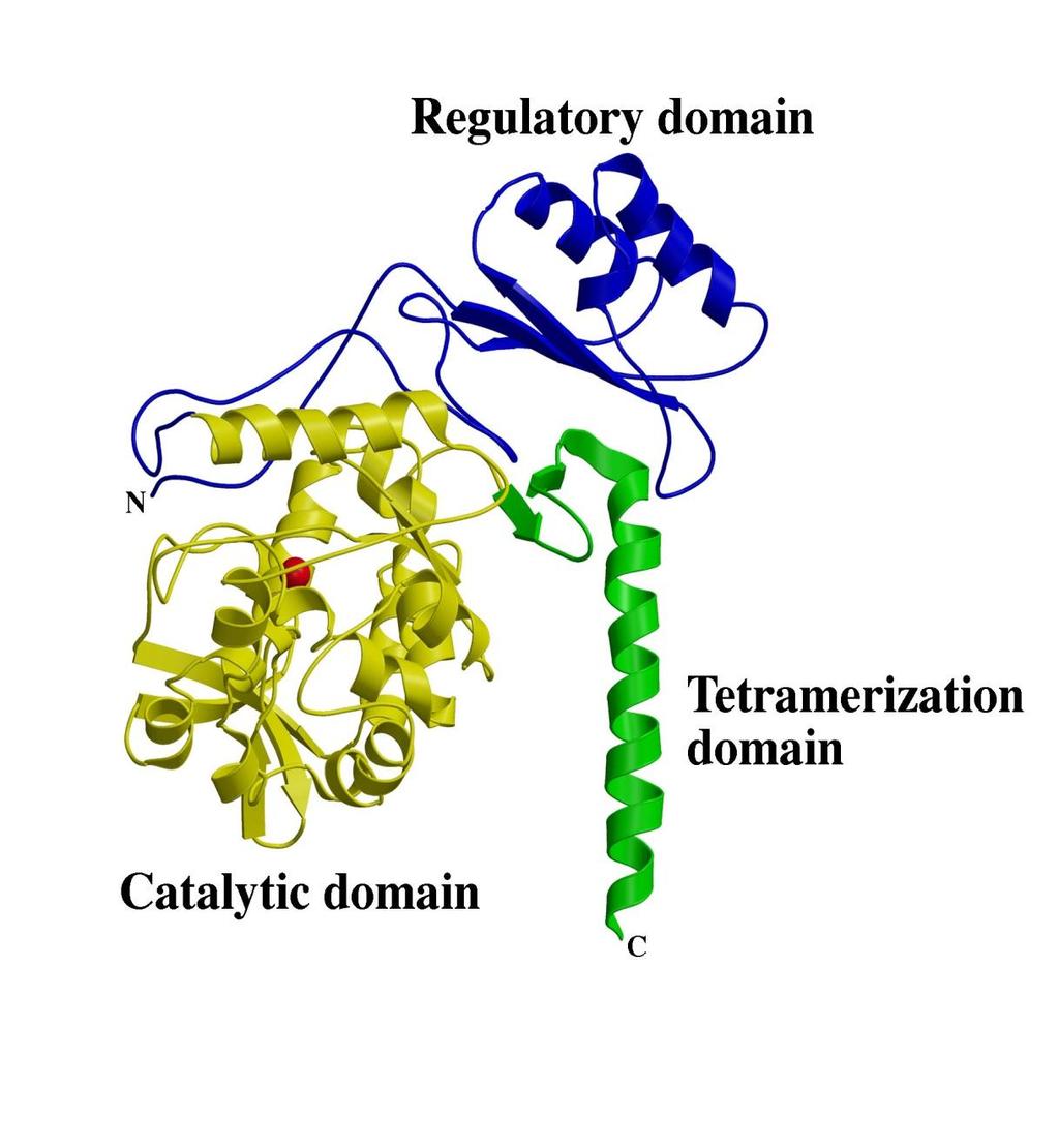 The domains comprising each subunit of the phenylalanine hydroxy-lase subunit.
