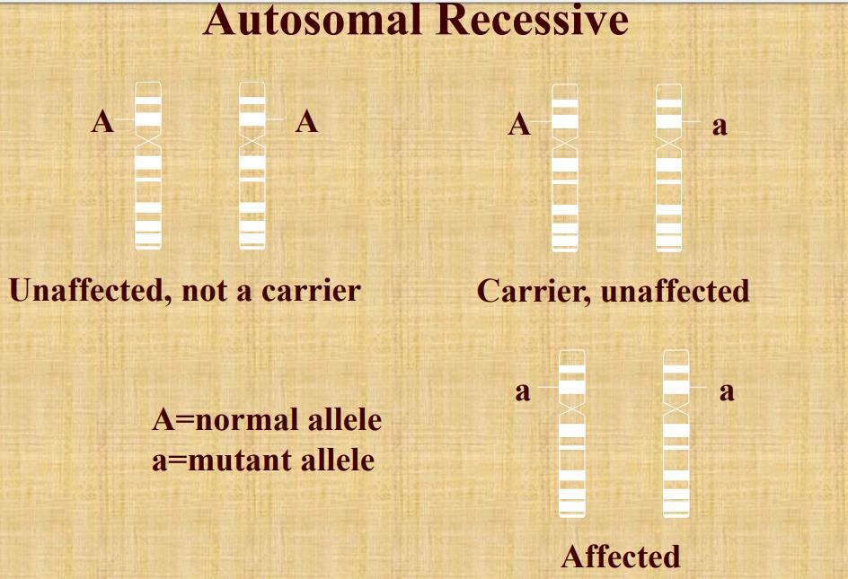(autosomal recessive pedigree) -probabilities in inheritance of autosomal recessive traits (use punnett square: each percentage = probability of having a child with this genotype in each pregnancy