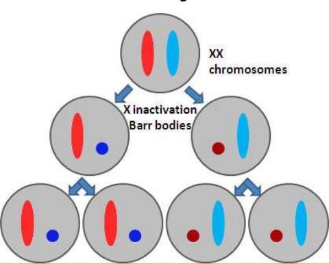 Inactivation of the maternal or paternal X chromosome is clonal and random, but once it occurs, the same X will be inactive in all descendants of a particular cell.