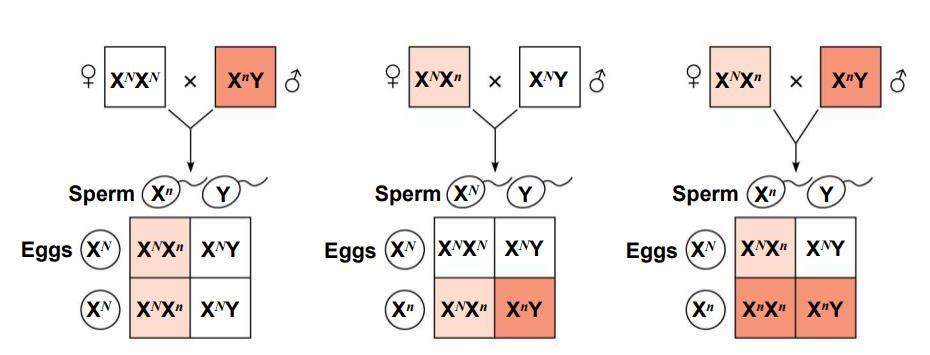A ) X-linked recessive disorders : much more common in males than in females because females need two copies of the allele to be affected (homozygous) since they have two X chromosomes, while males
