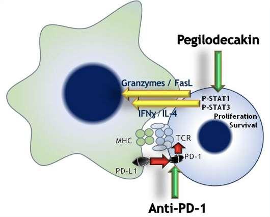 Pegilodecakin (AM0010) Mechanism of Action Pegilodecakin (AM0010) ia a pegylated recombinant human IL-10 Interleukin-10 (IL-10) stimulates the expansion and cytotoxicity of tumorinfiltrating CD8+ T