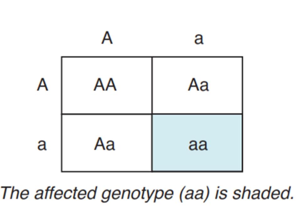 Autosomal Recessive Inheritance Important features that distinguish autosomal recessive (AR) inheritance: Because AR alleles are clinically expressed only in the homozygous state, the offspring must