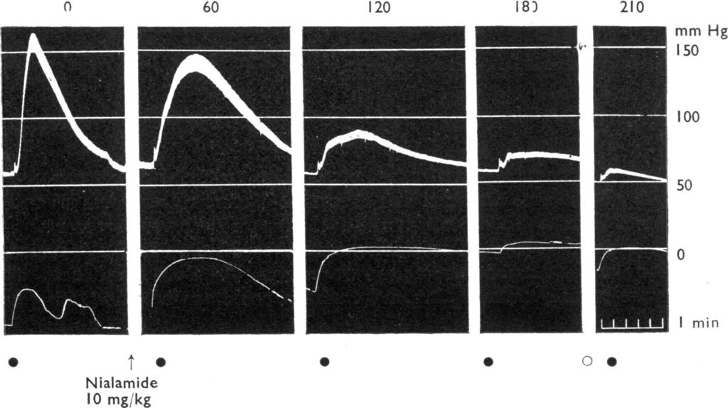 increased and became more and more prolonged, so that eventually the membrane was in a state of contracture (Fig. 5).