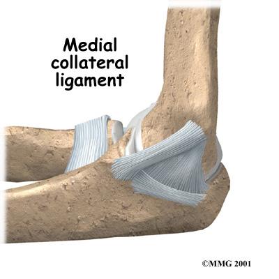 surfaces to slide against one another without causing any damage. The function of articular cartilage is to absorb shock and provide an extremely smooth surface to make motion easier.