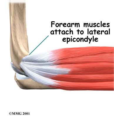 Muscles The muscles of the forearm cross the elbow and attach to the humerus.