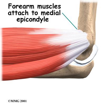 Most of the muscles that straighten the fingers and wrist all come together in one tendon to attach in this area.