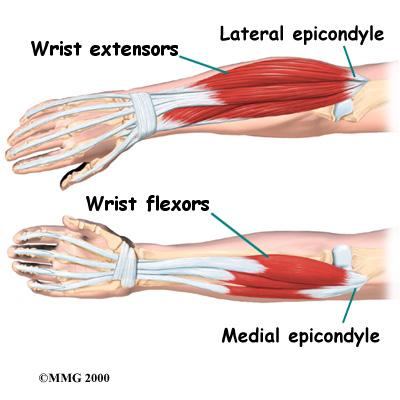 The main muscles that are important at the elbow have been mentioned above in the discussion about tendons.
