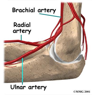 elbow: the ulnar artery and the radial artery that continue into the hand. Damage to the brachial artery can be very serious because it is the only blood supply to the hand.