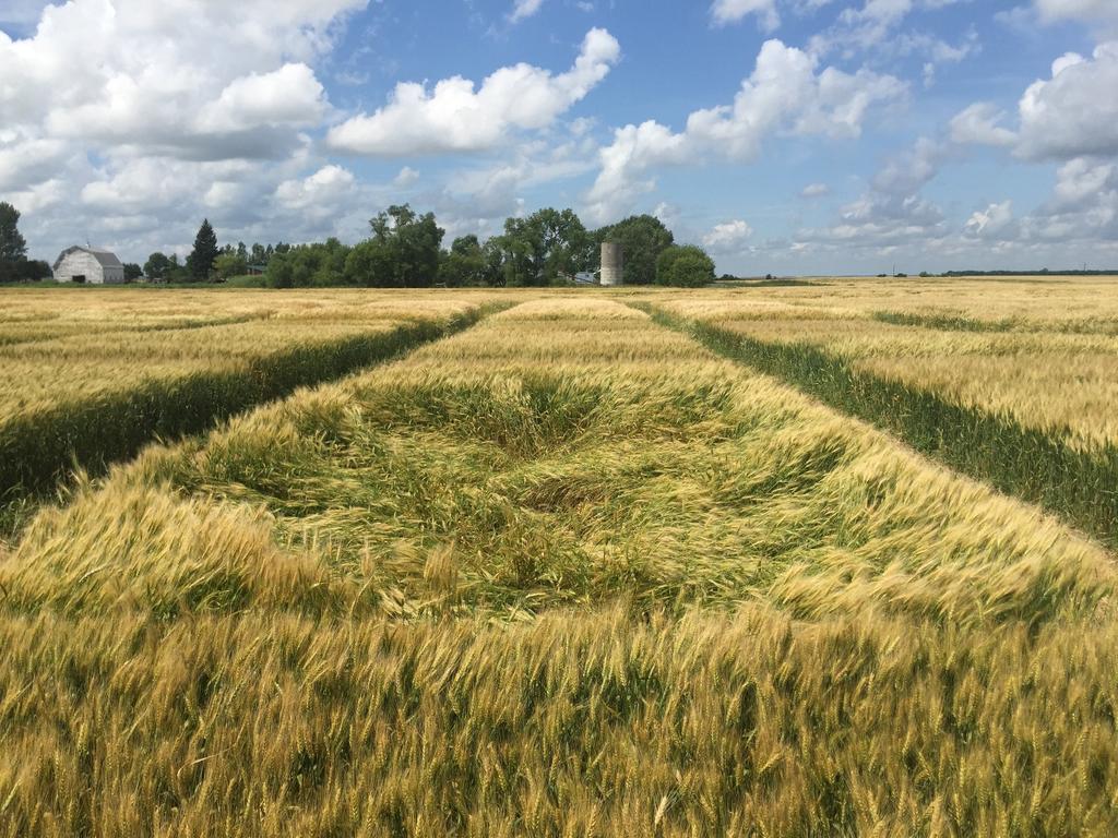 Strategies for meeting the N requirement of modern wheat varieties for both yield and protein