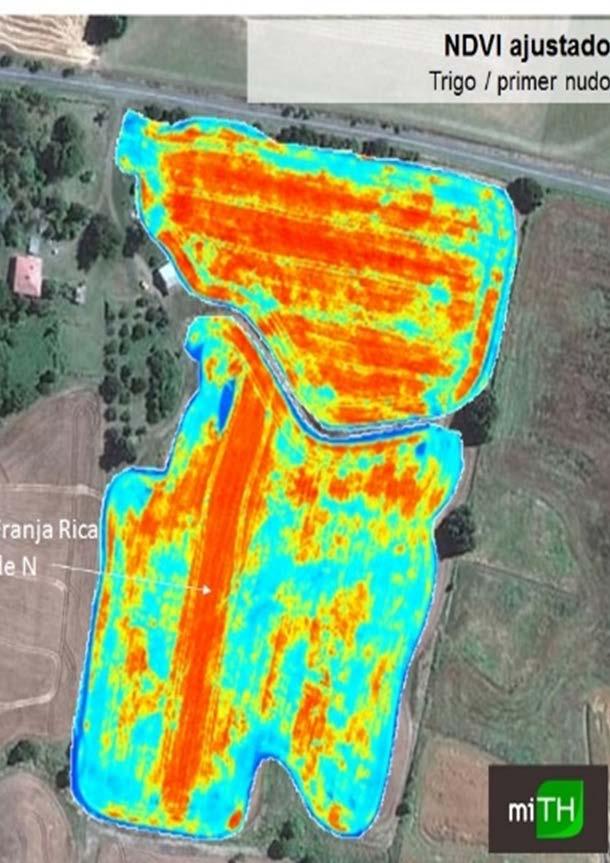 Relationship between NDVI at boot stage and grain protein at harvest, RLF, 2016 15.00 14.00 Grain Protein % 13.