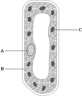 Q. The diagram shows a cell from a plant leaf. (a) Name structures A and B. A... B... (2) Structure C is a chloroplast. What is the function of a chloroplast?