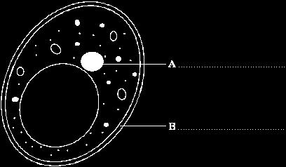 Q3. The diagram shows a yeast cell. Label structures A and B on the diagram.