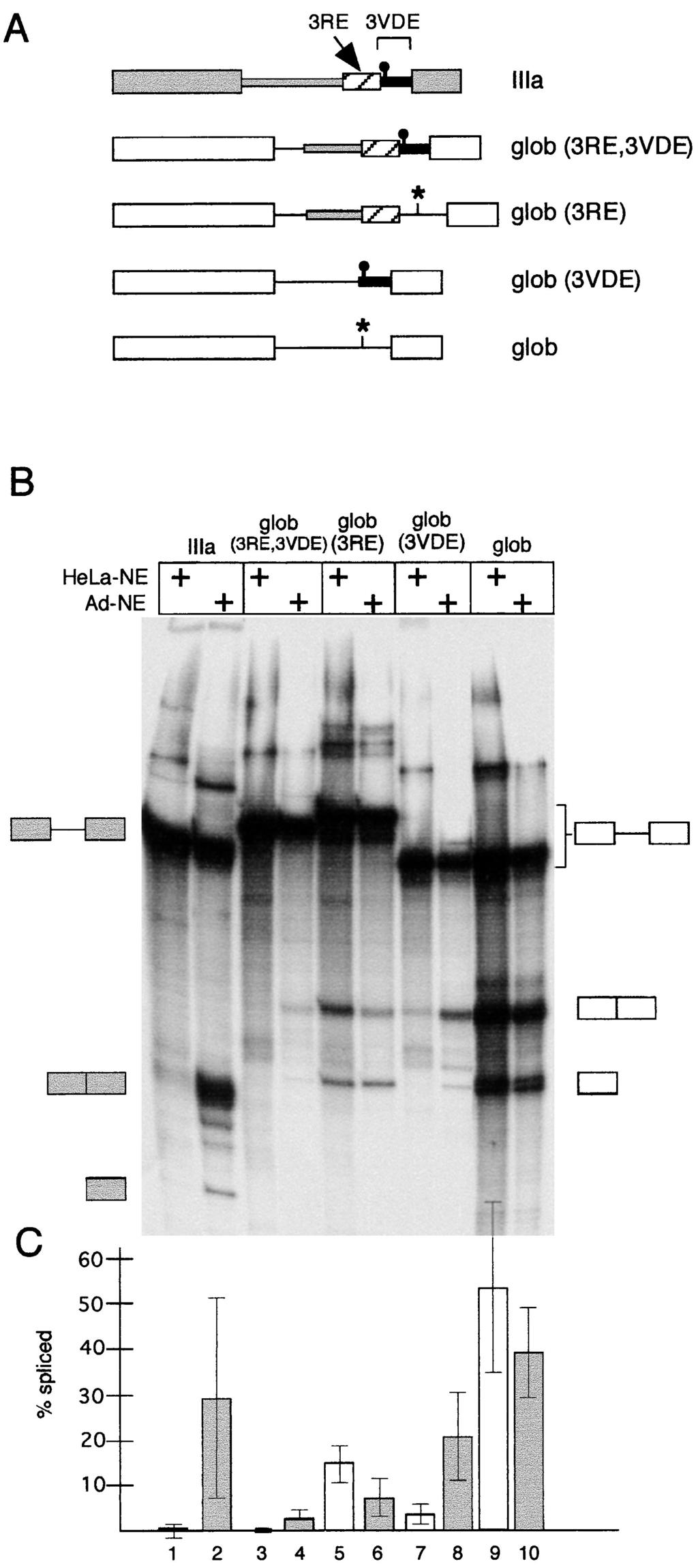 VOL. 20, 2000 SEQUENCE ELEMENTS REGULATING IIIa PRE-mRNA SPLICING 2319 FIG. 2. Mapping of the IIIa virus infection-dependent splicing enhancer, conferring an enhanced splicing phenotype in Ad-NE.
