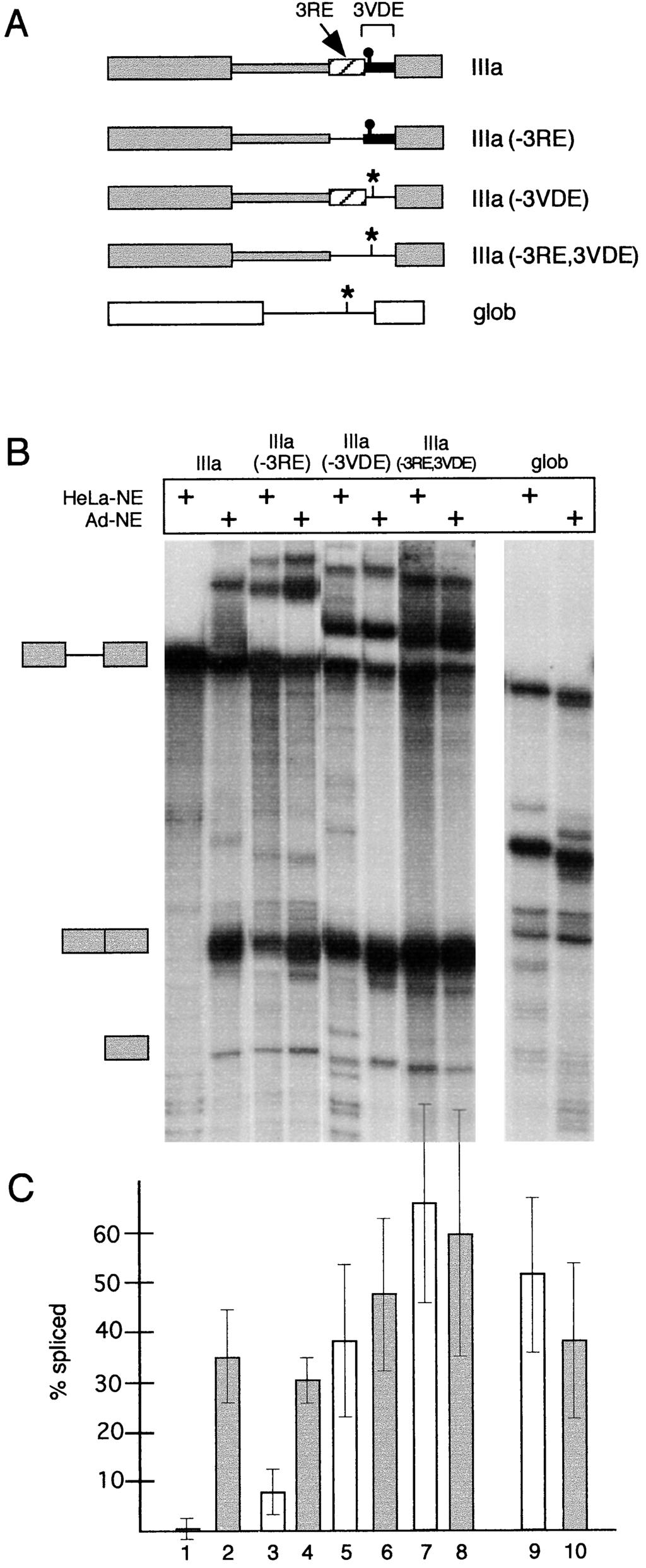 VOL. 20, 2000 SEQUENCE ELEMENTS REGULATING IIIa PRE-mRNA SPLICING 2323 FIG. 6. The 3VDE functions as a Janus element: it abrogates IIIa splicing in HeLa-NE and enhances IIIa splicing in Ad-NE.