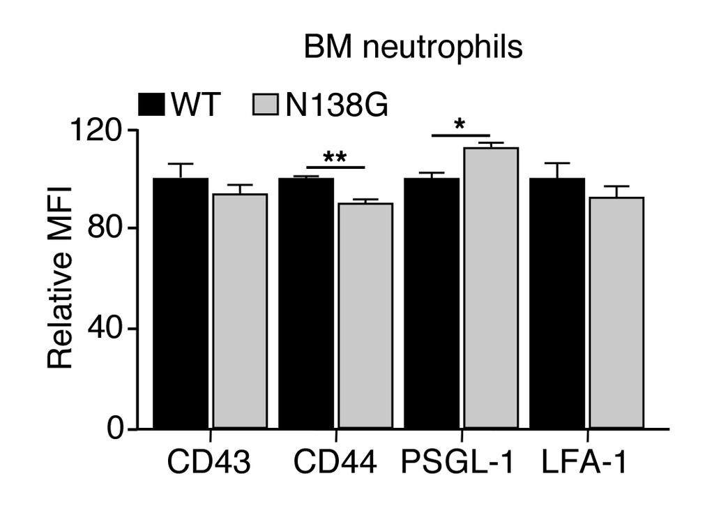Supplementary Figure 3. Surface expression of glycoproteins on BM neutrophils from WT and N138G mice.