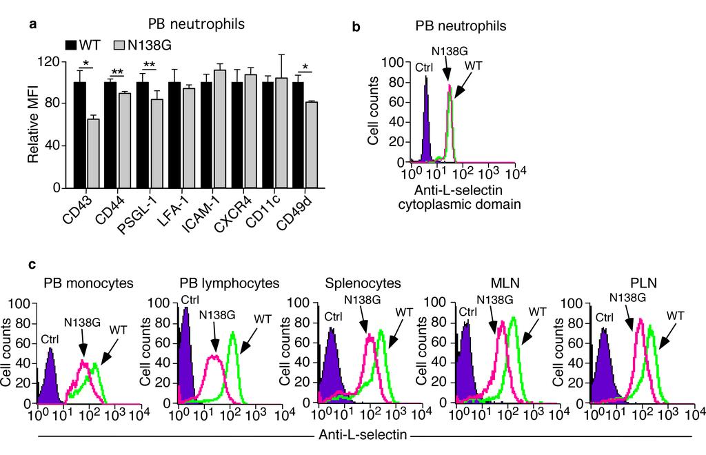 Supplementary Figure 5. Surface expression of glycoproteins on leukocyte subsets from WT and N138G mice. (a) Mean fluorescence intensity (MFI) of the indicated glycoprotein on PB neutrophils.
