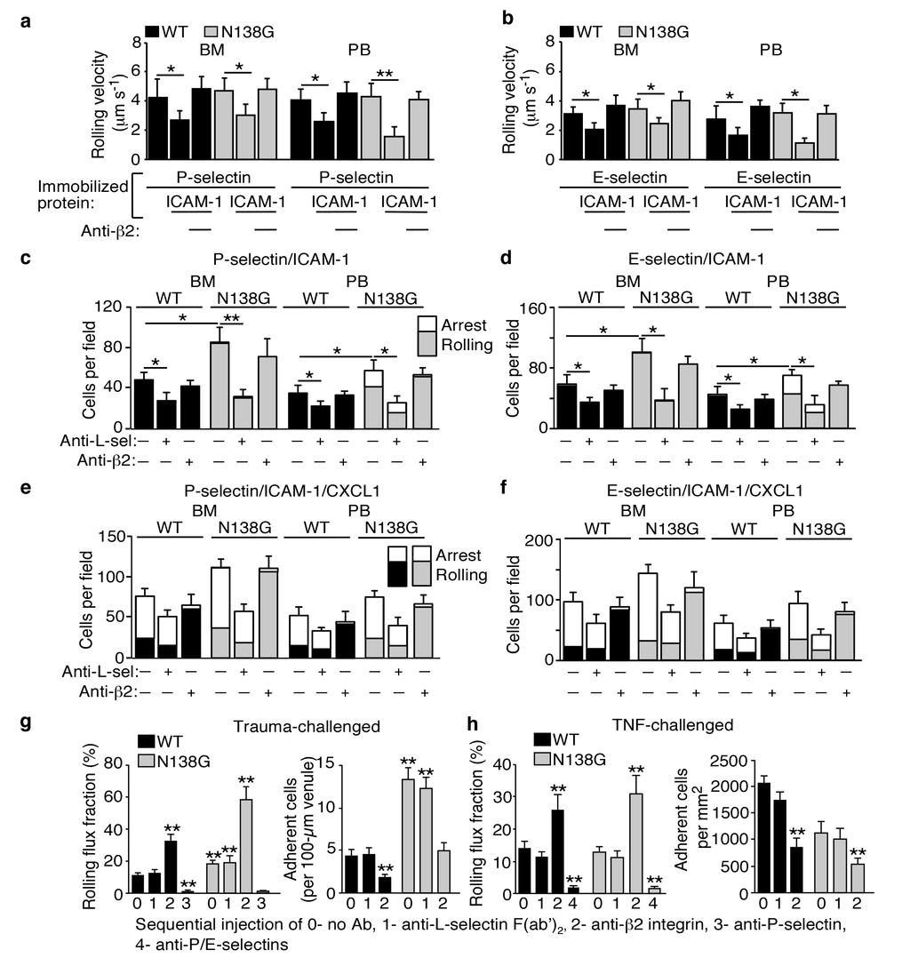 Supplementary Figure 6. Neutrophil priming in N138G mice has minimal effect on β2 integrin-dependent adhesion in vitro or in vivo.