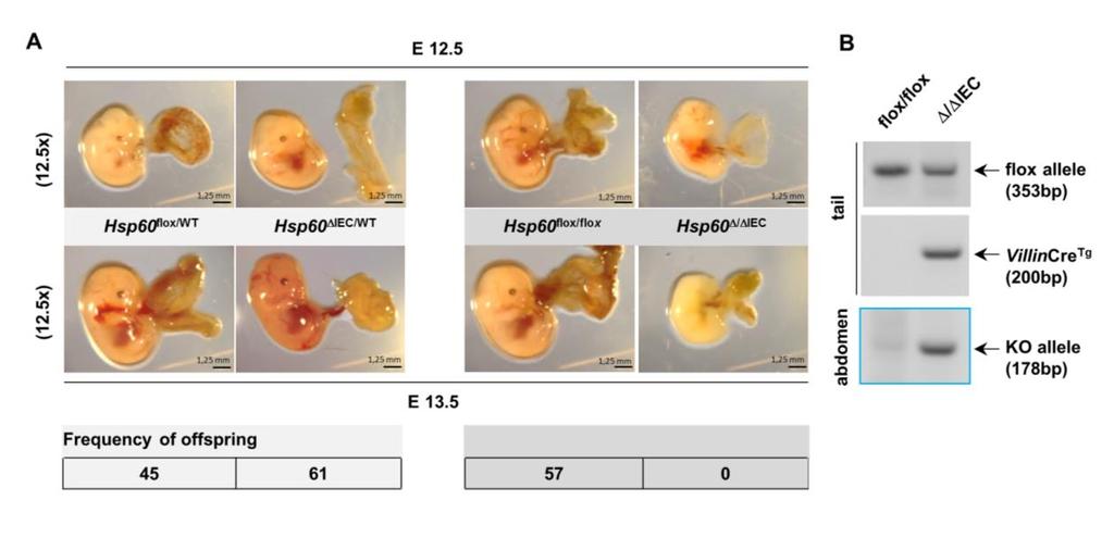 Supplementary Figure 1: Hsp60 / IEC mice are embryonically lethal (A) Light microscopic pictures show mouse embryos at developmental stage E12.5 and E13.