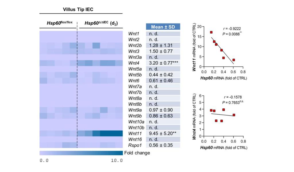 Supplementary Figure 8: HSP60-deficient villus IEC express WNT factors Left: qrt-pcr analysis of known WNT ligands including the WNT enhancer Rspo1 in IEC isolated from villus tip epithelium of Hsp60