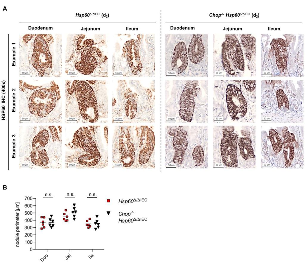 Supplementary Figure 4: Quantification of hyperproliferative, HSP60-positive crypt nodules induced by HSP60 loss in Hsp60 / IEC and in Chop -/- Hsp60 / IEC mice (A) Representative HSP60 IHC stainings