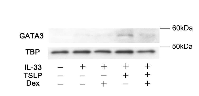 Supplementary Figure S11. TSLP-induced GATA3 expression was decreased by dexamethasone.