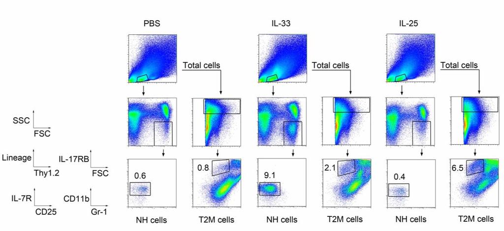 Supplementary Figure S2. Analysis of NH cells and Type-2 myeloid cells in IL-25- or IL-33-administered mice. Flow cytometric analysis of NH cells and Type-2 myeloid (T2M) cells in the lungs. IL-25 (0.