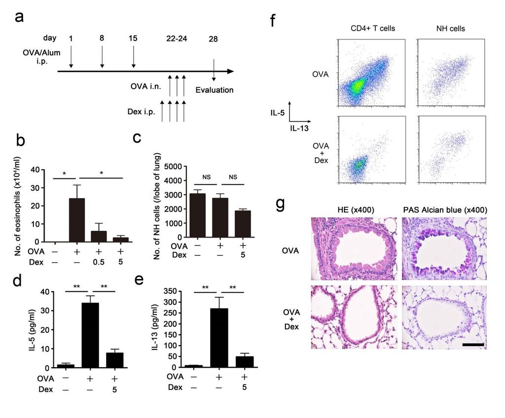Supplementary Figure S3. Corticosteroids attenuate the accumulation of NH cells and reduce airway inflammation in a mouse model of ovalbumin- (OVA) induced asthma.