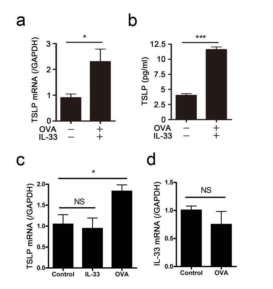 Supplementary Figure S5. TSLP and IL-33 expression in the lungs of OVA and IL-33-induced model mice.