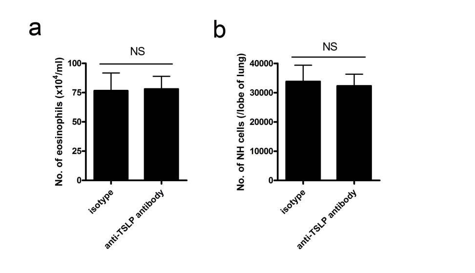 Supplementary Figure S7. Anti-TSLP antibody did not suppress accumulation of eosinophils and NH cells without dexamethasone in OVA+IL-33 model mice.