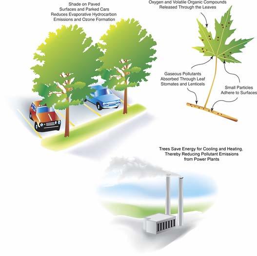 Improving Air Quality USDA Forest