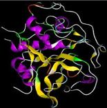 Characteristics of Enzymes Enzymes are proteins which catalyze biological chemical reactions In enzymatic reactions, the molecules at the beginning of the process are called substrates, and the