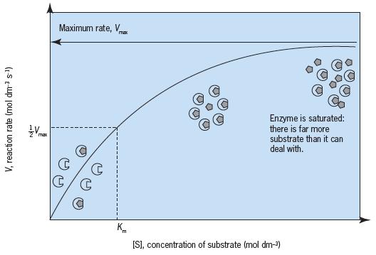 The Michaelis constant (Km) is equal to the substrate concentration at half the maximum rate of the enzyme Small Km