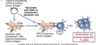 cells Immunization