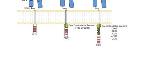 13 Chimeric antigen receptors (CARs) ocars are engineered receptors on immune effect cell. 14 http://www.discoverymedicine.com/michael S gee/files/2014/11/discovery_medicine_no_fhtml?