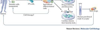 Conclusion 31 ips cells Technology 32 o CD4 based CARs displayed specific functional activities against HIV 1 Env expressing target cells.