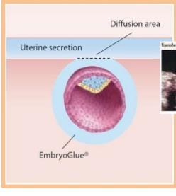 [3] HA is present in the oviduct and uterine fluid and increases at the time of