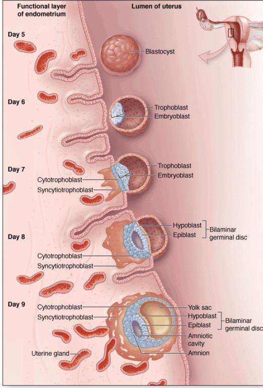 ENDOMETRIAL SCRATCH Implantation is a complex process NINE RANDOMIZED CONTROLLED TRIALS MOST STUDIES SHOWED SOME BENEFIT IN PATIENTS