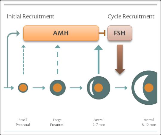 What is AMH?