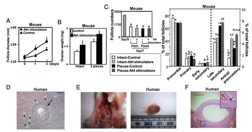 Additive effects of Hippo signaling disruption and Akt