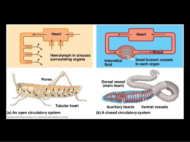 Cardiovascular system: