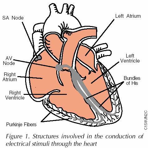 ELECTRICAL ACTIVITY OF THE HEART: SA node will cause approx 70 beats/min all by itself Dual control from brain by inhibitory and stimulatory nerves Stimulatory: Exercise,