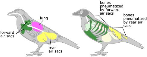 BIRD RESPIRATION: Avian Respiration The air sacs permit a