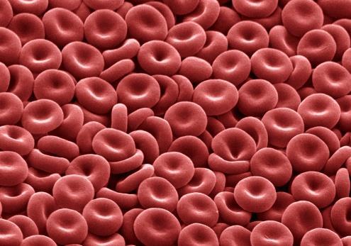 cells are made within the bone marrow (hematopoiesis) in the