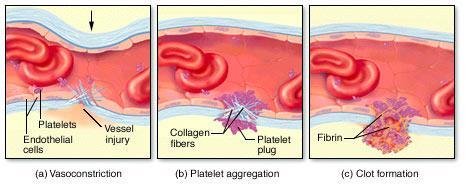 BLOOD CLOTTING: When injury to a blood vessel takes place, clotting will take place to repair the hole and prevent blood