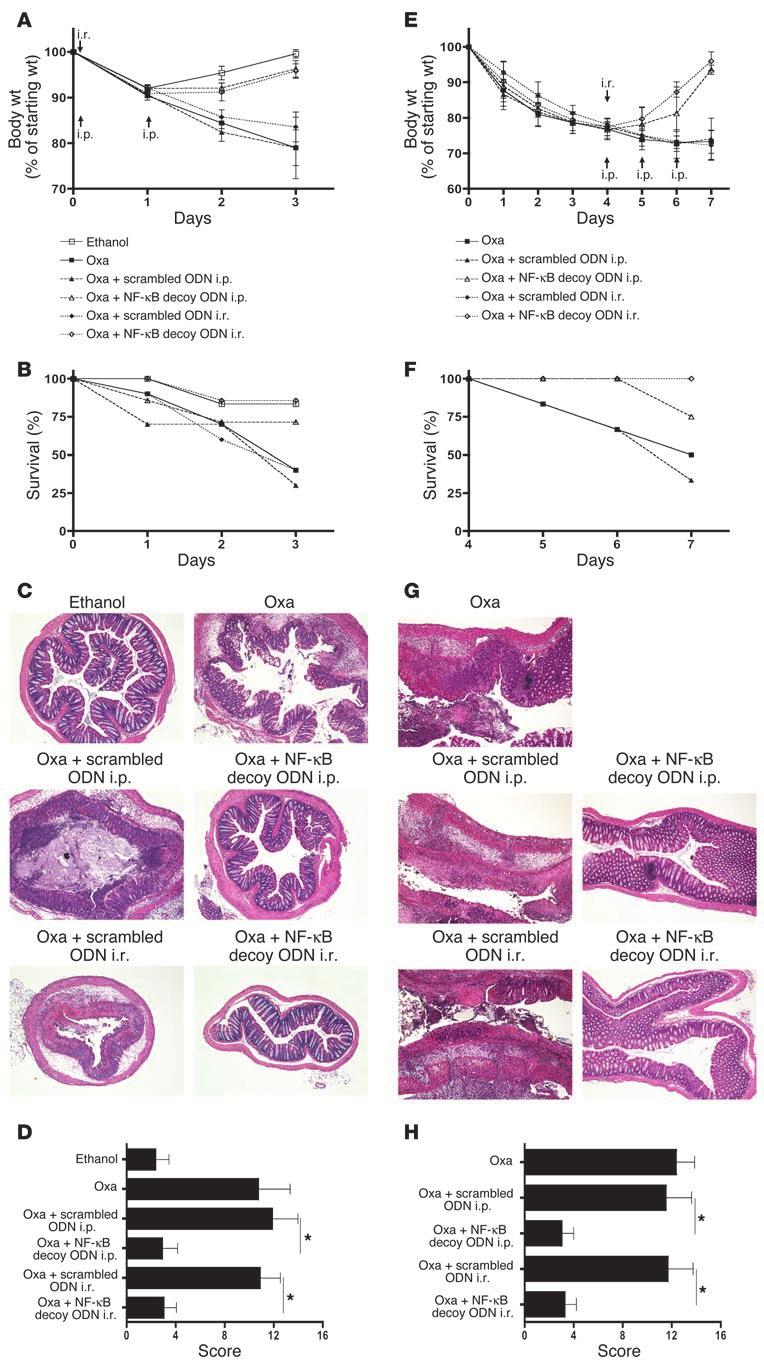 Figure 6 Prevention and treatment of oxazolone-colitis by administration of NF-κB decoy ODNs. (A D) Oxazolone-colitis was induced by i.r. administration of oxazolone (Oxa) in ethanol.