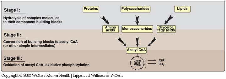 Metabolism Three stages of catabolism (a) Hydrolysis of complex molecules e.g. Proteins amino acids (b) Conversion of building blocks into simple intermediates i.