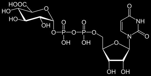 Catabolism of Galactose Enters glycolysis after several reactions Galactose phosphorylated on C-1 Galactose 1-phosphate takes the uridine diphosphate (UDP) sugar-nucleotide from UDP-glucose (a
