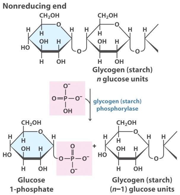 Catabolism of Glycogen Primarily in skeletal muscle and hepatocytes (liver) Glycogen phosphorylase catalyzes attack by inorganic phosphate on the terminal glucosyl